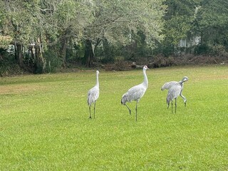 crane in the grass