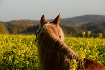 Blumenpferd. Schönes Pferd steht frei zwischen Blumen, Detail