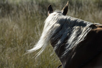 Sommeridyll mit Pferd. Schönes blondes Pferd im hohen Gras