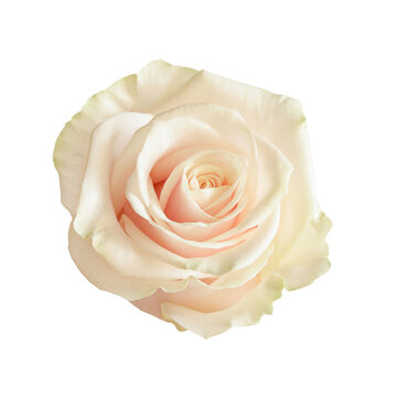 White rose flower isolated