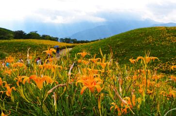 Hemerocallis fulva, Orange Daylily, The Orange day lily flower at sixty stone mountain, Fuli, Hualien, Taiwan