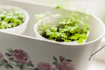 Kashpo with pots of young shoots of basil and parsley top view.