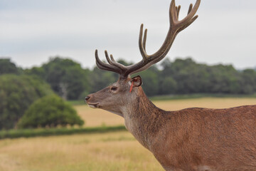 Red Deer in Windsor Great Park 