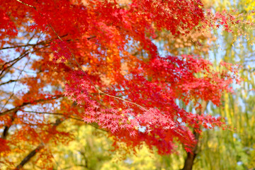 The red colour leaves in the tree during autumn season.