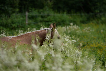 Blumenpferd. Schönes Pferd steht frei zwischen Blumen, Detail
