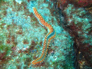 Obraz na płótnie Canvas Red Poison Worm in in the Atlantic Ocean – Tenerife 
