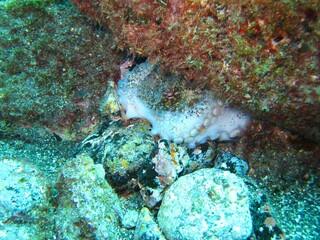 Fototapeta na wymiar Octopus / Sepia in in the Atlantic Ocean – Tenerife