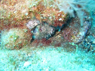 Octopus / Sepia in in the Atlantic Ocean – Tenerife