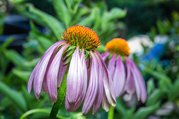 Purple coneflower - Échinacée pourpre - Echinacea