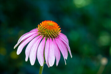 Purple coneflower - Échinacée pourpre - Echinacea