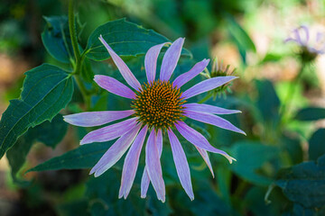 Purple coneflower - Échinacée pourpre - Echinacea