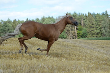 Fototapeta premium Freiheit. Schönes goldenes Pferd läuft frei am Waldrand