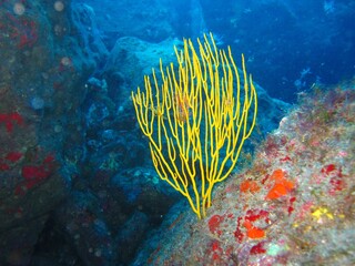 Yellow Sea Fan in the Atlantic Ocean – Tenerife