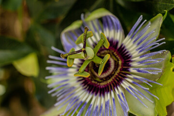 La pssiflore bleue fleur du fruit de la passion