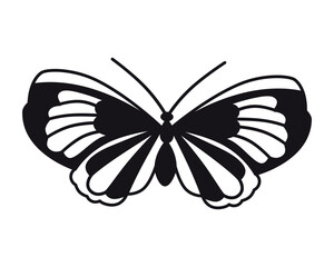 Fototapeta na wymiar Butterfly. Vector drawing. Closeup. Used for web design