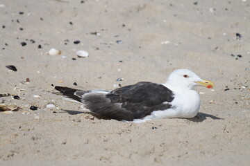 seagull with red beak