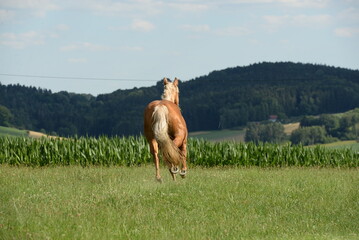 Freiheit. Schönes goldenes Pferd läuft frei am Waldrand