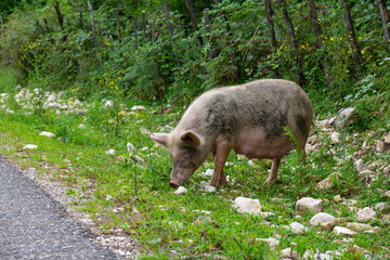 a big pig is looking for food in the grass