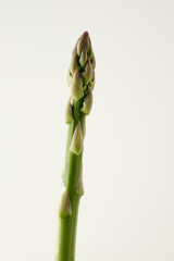 Green asparagus macro concept in isolated white background