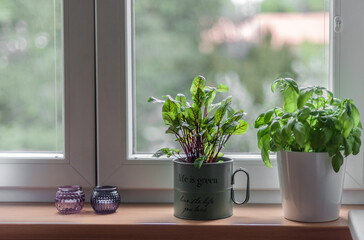 Fresh sorrel and basil on the windowsill and pink and violet candlesticks.