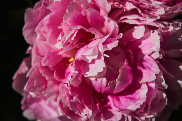 beautiful pink peony bud close-up in the sun. beautiful flower background