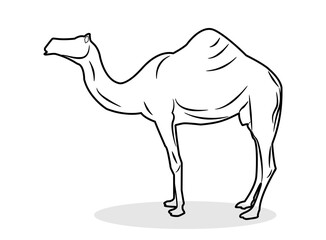 Camel editable vector illustration