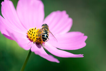 Ape che succhia il nettare da un fiore rosa