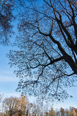 beautiful tree silhouette against pure blue and yellow autumn trees. black branches of a tree without leaves against a blue sky