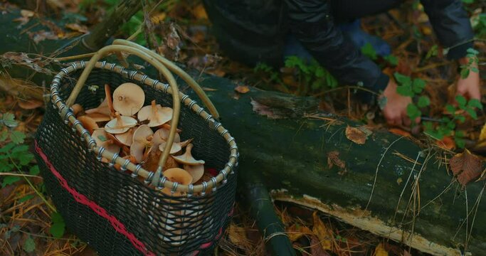 Basket with mushrooms, a woman cuts mushrooms and puts them in a basket. Hiking in the forest for mushrooms in autumn. Beautiful autumn landscape in the forest, picking edible mushrooms. 4k, ProRes
