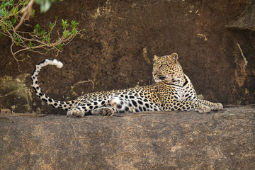 Leopard lying on rocky ledge looking back