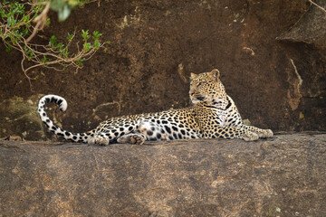 Leopard lying on rocky ledge looking round