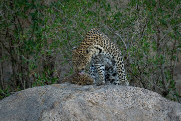 Leopard sits licking cub on shady rock