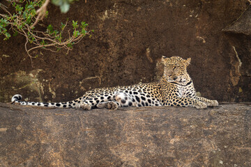 Leopard lying on rocky ledge turning head
