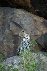 Naklejka na ściany i meble Leopard sits looking down from shady boulder