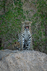 Leopard sits snarling on rock by cub