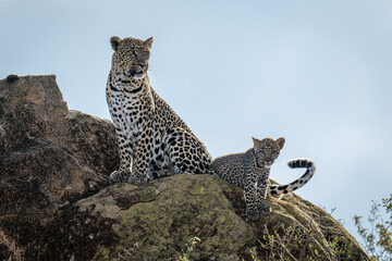 Leopard sits on sunlit rock with cub