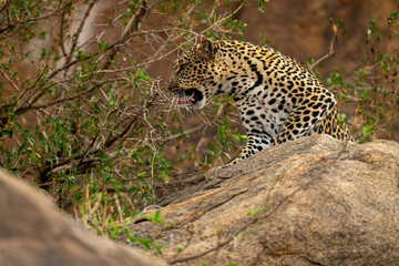 Fototapeta na wymiar Leopard sits snarling on rock by bush