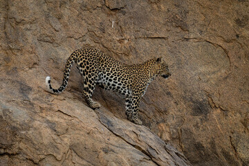 Leopard standing on steep rock looking ahead