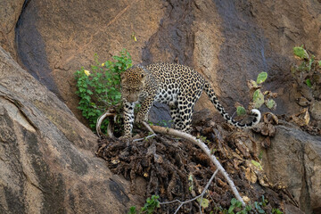Fototapeta na wymiar Leopard steps on branch on steep rockface