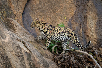 Fototapeta premium Leopard steps over branch on steep rock