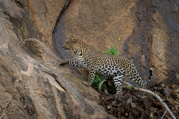 Fototapeta na wymiar Leopard stepping over branch with lifted paw
