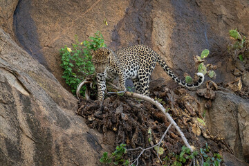 Leopard steps on branch on sheer rockface