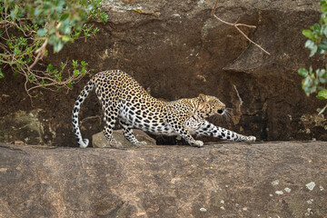 Fototapeta na wymiar Leopard stretches out with forepaw on ledge