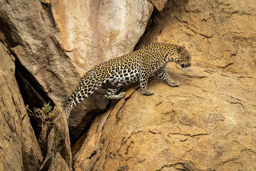 Leopard stretches to cross gap in rocks