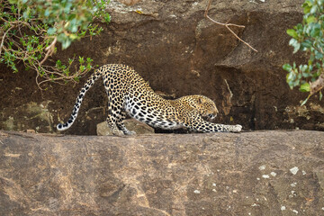Leopard stretches back on ledge near bushes