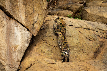 Leopard stretches full-length jumping up steep rockface