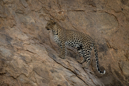 Leopard stands on steep rock looking ahead