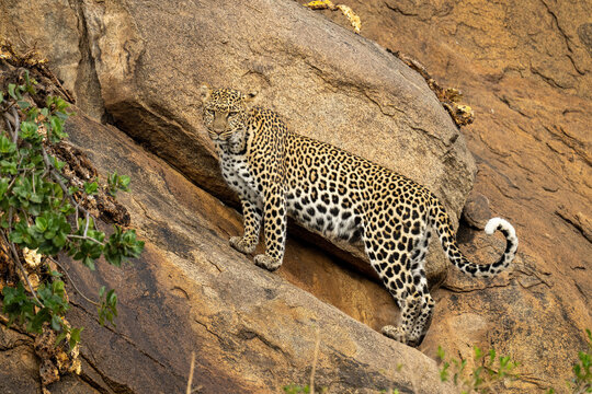 Leopard stands on steep rockface staring down