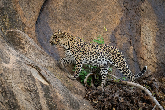 Leopard steps over branch on steep rock