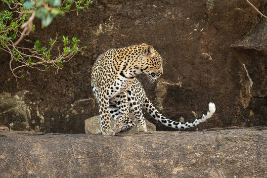 Leopard turns on rocky ledge beside bush